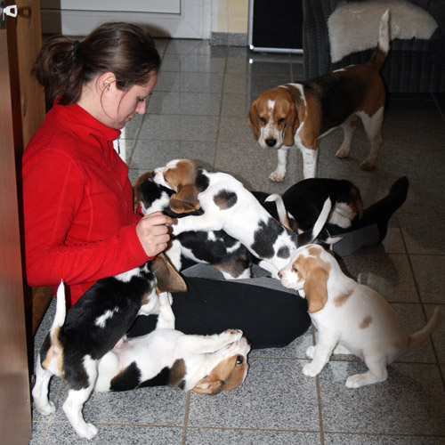 Beaglewelpen sind Menschenfreundlich